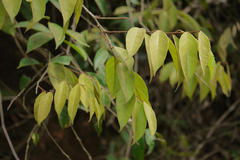 Erycibe paniculata